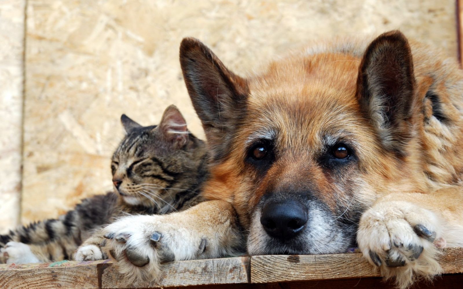 Правила безопасности при общении с бездомными животными